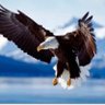 eagles_nest2's profile picture. Father, husband, son. Immigrant that moved to Canada, and can’t believe how much it’s deteriorated in 10 yrs. Come here to share my opinions and take a break.