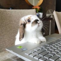 리보 (@haribojoha) 's Twitter Profile