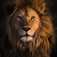 Leo the Lion ๐ฆ (@edmolfc123) 's Twitter Profile Photo Leo the Lion ๐ฆ (@edmolfc123) 's Twitter Profile Photo