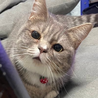 🐾2021.7.16生🐾2021.9.23お迎え🐾マンチカン×サイベリアンの女の子🐾日常の可愛い、面白いを垂れ流すだけのアカウントです🐾無言フォロー大歓迎♪♪🐾無言フォロー失礼致します(。ᵕᴗᵕ。)🐾勧誘等お断りします