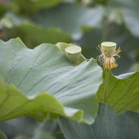 Itochee (@itochee1) Twitter profile photo