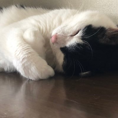 MixOmamesaN88's profile picture. 00/彼氏一筋の為男性NGです🙇‍♂️/安全地帯/玉置浩二/Perfume/ボカロ/アニメ/女の子のネッ友ﾎﾁｲ/お別れはブロ削で✋/リプ/DM/自発苦手/惚気/日常/雑多/病み/愚痴