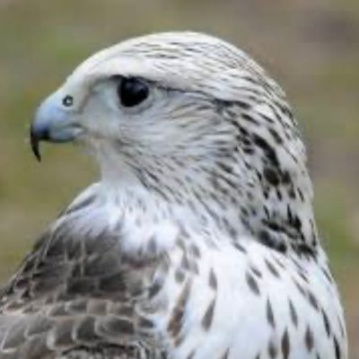 interbluedoo's profile picture. Patriota,Srbin,pravoslavac! Professional locksmith.