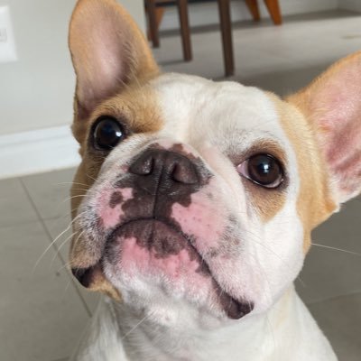 comentaristt's profile picture.