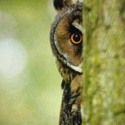 datgirlola's profile picture. 