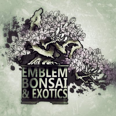 Join Emblem Bonsai for the enchanting art of bonsai. Craft your masterpiece with our trees, classes, and services. Start your journey here! 盆栽