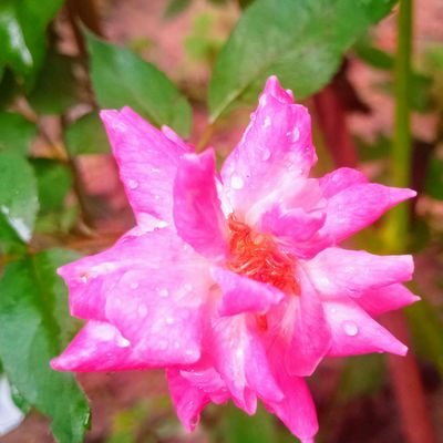 Towfiq67's profile picture. Crypto || Web3 || Trader || Moderator || Analyst || Researcher || 🇧🇩
