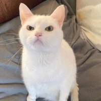 锦长平 (@dbaa68) 's Twitter Profile