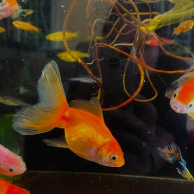 UnknownFishさんのプロフィール画像