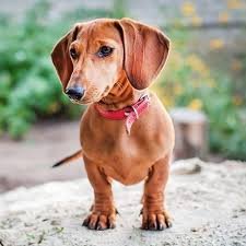 Dachshund owners community
#Dachshunds #Dachshund