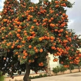 مع وطني ضد أعداء الوطن
وسيبقى نبض قلبي يمنيا