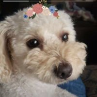 Iris Fletcher Artist (@sweepy62) 's Twitter Profile