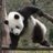 Amimina1's profile image