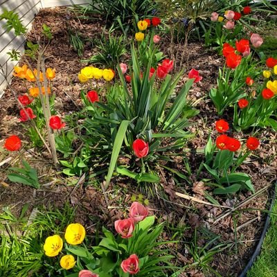 BenishShaheen's profile picture. 💞