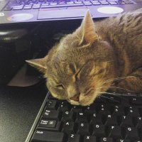 Cuelove2u (@cuelove2u) 's Twitter Profile