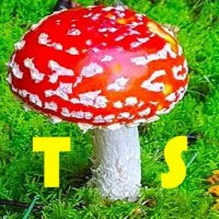 Toadstool Shadow (@toadstoolshadow) 's Twitter Profile