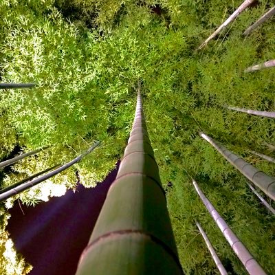 RtysuKiT's profile picture. 我思ふ されど我なし