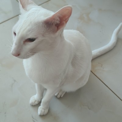 qidngling1's profile picture. 