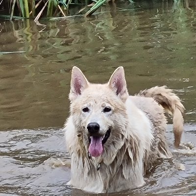 I'm a 9 year Old GSD cross Husky. Lives in Bristol. I have arthritis and a degenerative spine condition. I lives with my furbro Mr Tabius.