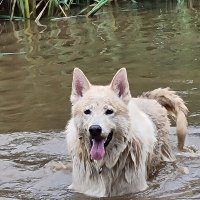 Leo Husky and Mr Tabius (@leoandmrtabius) 's Twitter Profile Photo Leo Husky and Mr Tabius (@leoandmrtabius) 's Twitter Profile Photo