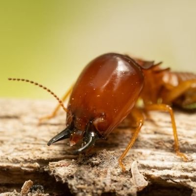 termite worker || birch enjoyer || ANTS DNI