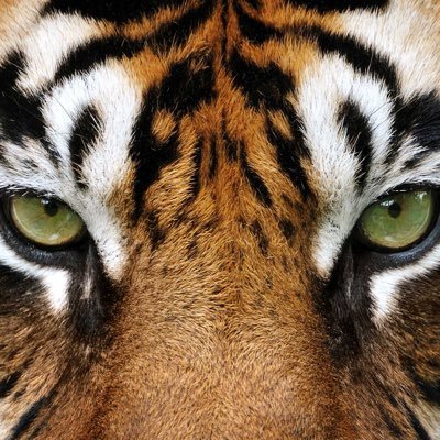 Middleton Athletic Booster Club Profile