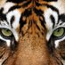 Middleton Athletic Booster Club (@MHSTigersABC) Twitter profile photo