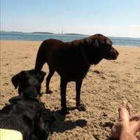 Chester Allen (@cfisherallen) 's Twitter Profile