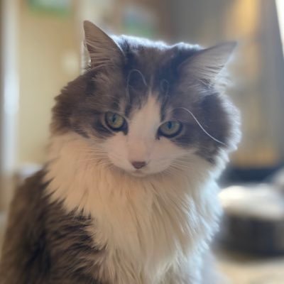 CT_five5five5's profile picture. Early Adopter | Investor | Veterinarian | ✊🏻🎟
