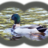 arochaalc's profile image