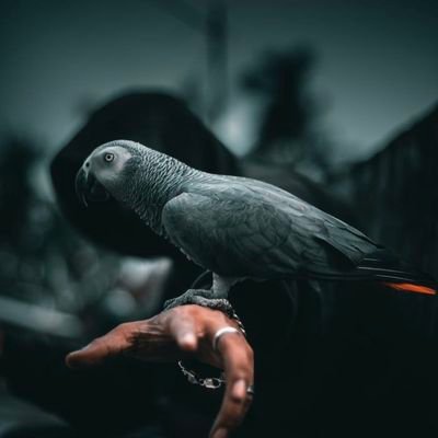 winnie_crypto1's profile picture. I'm a crypto expert, A website developer ,An experienced and expert community manager