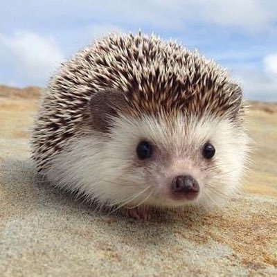 Autistic. ADHD. Not actually a hedgehog. She/her. #HighRiskCA https://t.co/4thkklFZSO: emilyw Mastodon: @emilyrosew@mstdn.social Bluesky: https://t.co/WSJUuiHZ4a