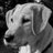 RosieLauer's profile image