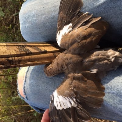 texas33tech's profile picture. 