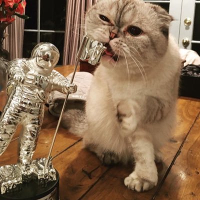 Swiftie 🧣 maja 🦜✨ Ravenclaw 💙 lectora 📚 Karma is a cat purring in my lap 🐱💖