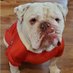🔴⚫️Dawg Pound🔴⚫️ (@dawgs47) Twitter profile photo 🔴⚫️Dawg Pound🔴⚫️ (@dawgs47) Twitter profile photo