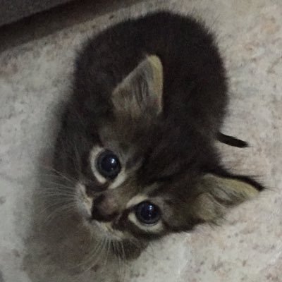 antochirigoni's profile picture. Amante de la vida