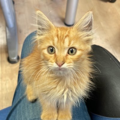 mr_damper's profile picture. we are not victims we are fighters we will fight till the end and we will never die