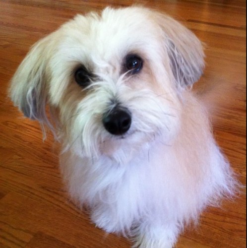 woofwgn's profile picture. 