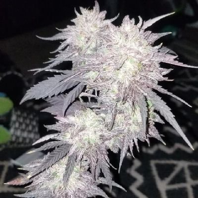 Pheno Hunting, Bean poppin, plant loving individual. Collector of genetics! Nothing but much love, respect and good vibes!