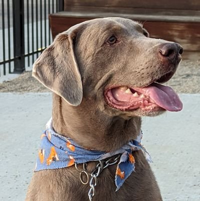 Asher - Silver Lab living his best life. Big bro to Rocky Cat. Mom - Buckeye for life. Baseball fan.  Avid reader!