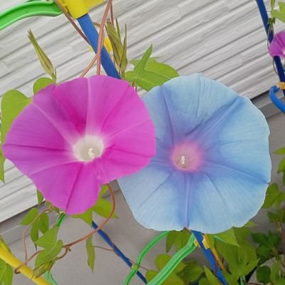 Asa_a55's profile picture. 関西人薬剤師/節税資産形成ポイ活/掃除好き/異形成で円錐切除/円錐除去記録ツイあり/小池栄子/藤原紀香/観葉植物好き/優待株＋インデックスメイン/有益情報を得るための無言フォローすみません！よろしくお願いします♪