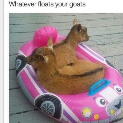 NGoatis's profile picture. I live the paranormal. Writing & reading. Pets. Anti-extreme right wing parasitic people. Sci-fi fantasy. Unusual Real events. ADHD. Plain crazy. MI UAW 6000