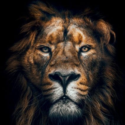 Dukic_Slavko's profile picture. Citius, altius, fortius!