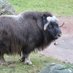 elon musk ox (@alt_dave_smith) Twitter profile photo elon musk ox (@alt_dave_smith) Twitter profile photo