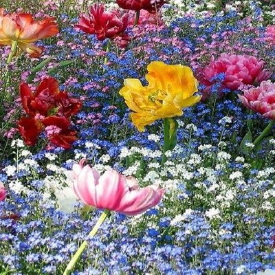 WLFoux's profile picture. 