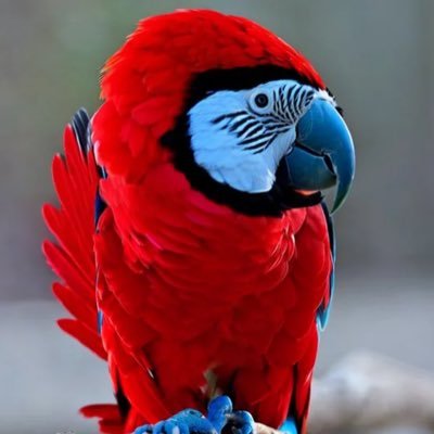 Definitely a parrot. Not a doofus supervillain. Just a parrot.