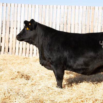 Owner of Blushrose Simmental Farm and Grain Farmer near Unity, Saskatchewan Canada!