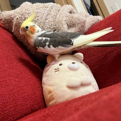 tada_no_shufu's profile picture. こちらのアカウントは迷子鳥拡散アカウントになりました。メインのアカウントはこちらへ移行しました。 @tada_no_shufu_2 よければこちらでもまたフォローよろしくお願い致します。 【飼い主様が捜索を諦めない限り、私も諦めません】