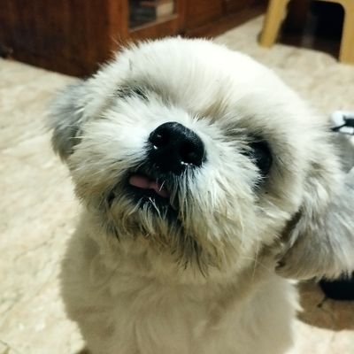 ginさんのプロフィール画像